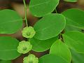 Cup Saucer Plant